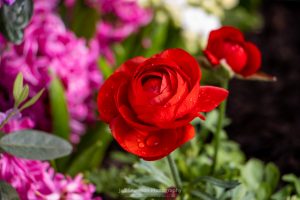 A red water-drop covered ranunculus blossoming at the annual garden show at Adam's Fairacre Farm's in Kingston, NY.