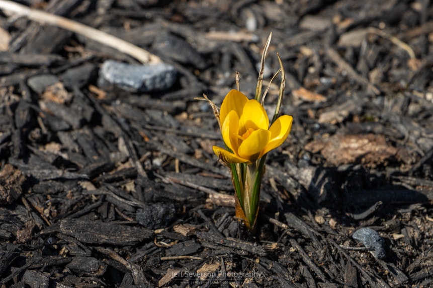 A photo of a crocus in bloom on a winter afternoon.