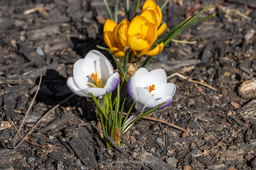 A photography of white and purple crocus on the 2nd day of Spring.