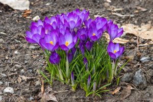 A group of crocus flowers covered in rain drops after a storm.