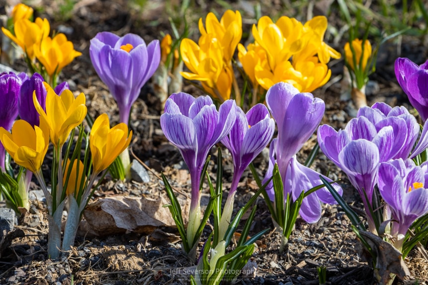 A photograph of a bed of crocus flowers in bloom on a March afternoon.