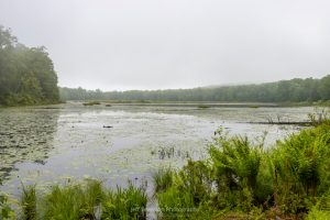 A photo of Louisa Pond at Shuapeneak Ridge on a foggy June morning.