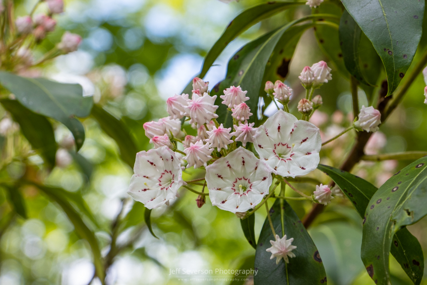 A photo of a cluster of closed and open Mountain Laurel blossoms at Minnewaska State Park Preserve.