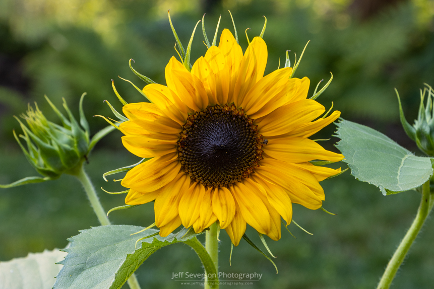 A photo of a sunflower in bloom.