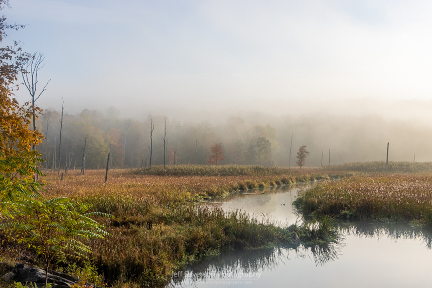 A landscape photo of a fog shrouded forest and marshland at Black Creek State Forest in Highland, NY.