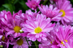 A pink painted daisy at the Adams Fairacre Farm 2022 Garden Show.