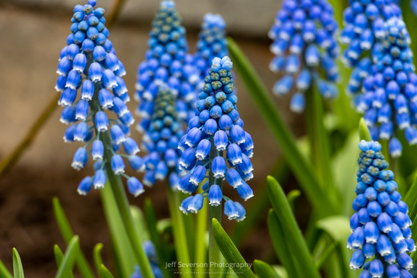 A photo of a Hyacinth plant in bloom at the Adams Fairacre Farms 2022 Garden Show.