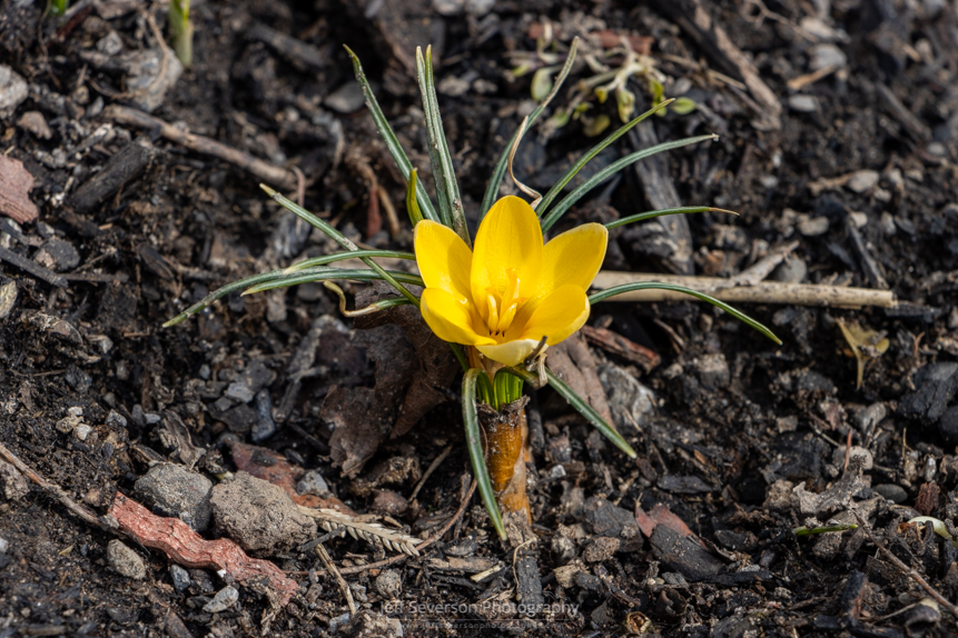A photo of a yellow crocus in bloom.