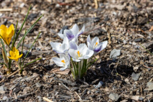 A photograph of a cluster of white & purple crocus in full bloom in the town of Esopus on a March afternoon.