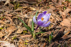 A photo of a Dutch Crocus, commonly referred to as Pickwick, blossoming on a March morning in the Town of Esopus, NY.