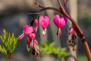 A photo fo Bleeding Hearts in bloom on a Spring morning in the town of Esopus in New York.