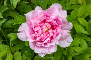 A photo of a tree peony blossom covered in rain drops after a May thunderstorm.