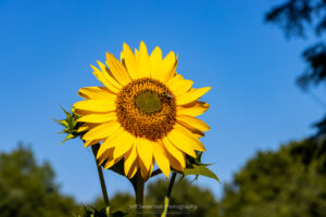 A photo of a yellow sunflower on a July morning.