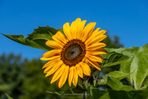 A photo of an Autumn Beauty sunflower on a Summer morning.
