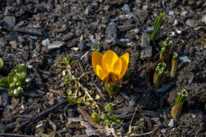 A photo of a yellow crocus in bloom on a February afternoon.