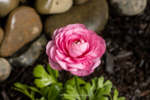 A photo of a pink ranunculus flower blossom at the 2023 Adams Fairacre Farms Lawn & Garden Show in Kingston, NY.
