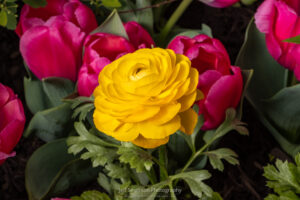 A photo of a yellow Ranunculus flower blossom at the 2023 Adams Fairacre Farms Lawn & Garden Show in Kingston, NY.