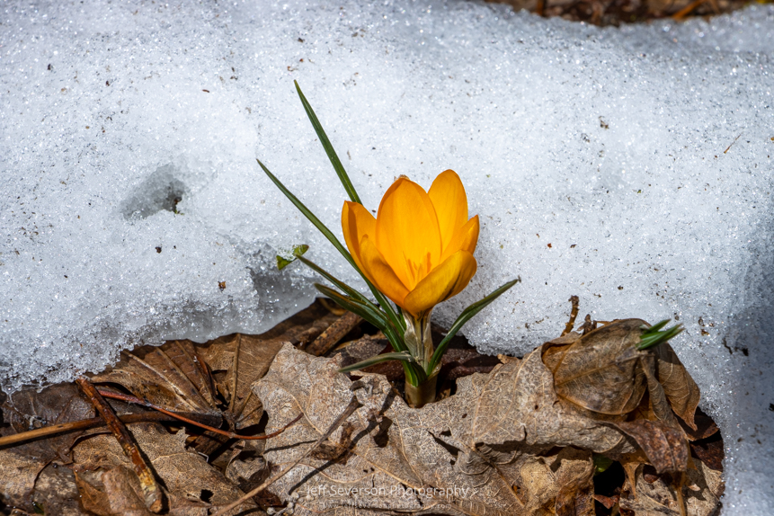 A photo of an Orange Monarch Crocus blooming after a recent winter storm as the snow melts around it.