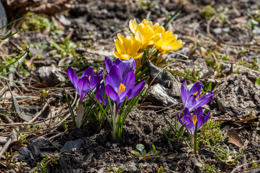 A photo of a patch of purple crocus plants blossoming with patch of yellow crocus blossoms in the background.