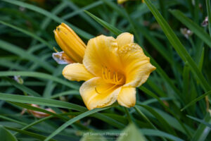 A photo of a Stella D'Oro Daylily blossom on a Summer evening in the Town of Esopus in New York.