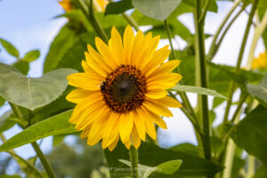 A photo of Lemon Queen sunflower in full bloom with a bee harvesting pollen from it on an August morning.