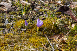A photo of a purple crocus in bloom on a February day.