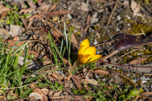 A photo of a yellow crocus with brown stripes blooming on a February afternoon.
