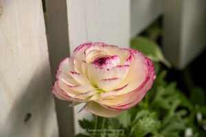 A photo of a white Ranunculus blossom with pink tips at the Annual Garden Show at Adams Fairacre Farms in Kingston, NY.