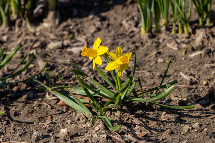 Two mini yellow daffodils in full bloom on a mid-March afternoon in Ulster Park, NY