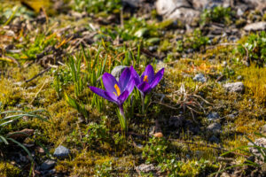 A set of purple crocus blossoms in full bloom on a March afternoon.