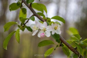 A photo of several flowers on a wild apple tree in bloom.