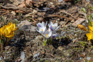 A crocus plant with white and purple flowers in full bloom.