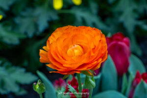 An orange Ranunculus flower in full bloom at the Adam's Fairacre Farms annual garden show at their Kingston location.